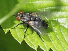 Voria ruralis by (c) Michael Knapp, some rights reserved (CC BY), uploaded by Michael Knapp. Used under a CC-BY license.