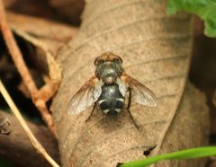 Gonia frontosa by (c) mayfly1963, some rights reserved (CC BY), uploaded by mayfly1963. Used under a CC-BY license.