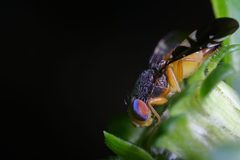Xanthaciura insecta by no rights reserved, uploaded by Lyn Roueche. Used under a CC0 license.