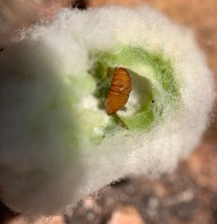 Asphondylia neomexicana by (c) mark-groeneveld, some rights reserved (CC BY), uploaded by mark-groeneveld. Used under a CC-BY license.