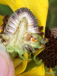 Asphondylia ratibidae by (c) gonodactylus, some rights reserved (CC BY), uploaded by gonodactylus. Used under a CC-BY license.