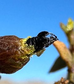 Asphondylia resinosa by (c) Henrik Kibak, some rights reserved (CC BY), uploaded by Henrik Kibak. Used under a CC-BY license.