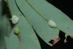 Bruggmanniella by (c) 潘立傑 LICHIEH_PAN, some rights reserved (CC BY), uploaded by 潘立傑 LICHIEH_PAN. Used under a CC-BY license.