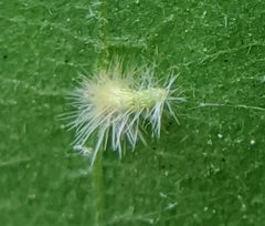 Caryomyia albipilosa by no rights reserved, uploaded by Adam Kranz. Used under a CC0 license.