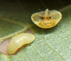 Caryomyia biretta by no rights reserved, uploaded by Adam Kranz. Used under a CC0 license.