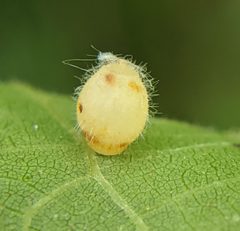 Caryomyia cilidolium by no rights reserved, uploaded by Adam Kranz. Used under a CC0 license.
