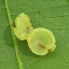 Caryomyia cilidolium by no rights reserved, uploaded by Adam Kranz. Used under a CC0 license.