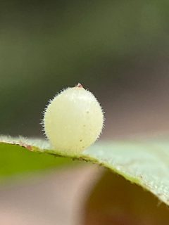 Caryomyia cilidolium by (c) Emily Summerbell, some rights reserved (CC BY), uploaded by Emily Summerbell. Used under a CC-BY license.
