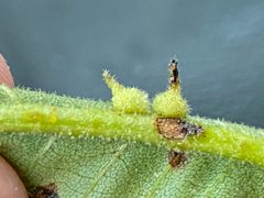 Caryomyia cucurbitata by (c) Emily Summerbell, some rights reserved (CC BY), uploaded by Emily Summerbell. Used under a CC-BY license.