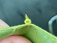 Caryomyia cucurbitata by (c) Emily Summerbell, some rights reserved (CC BY), uploaded by Emily Summerbell. Used under a CC-BY license.