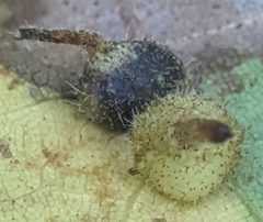 Caryomyia cucurbitata by no rights reserved, uploaded by Adam Kranz. Used under a CC0 license.