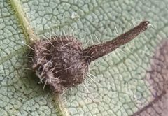 Caryomyia cucurbitata by no rights reserved, uploaded by Adam Kranz. Used under a CC0 license.