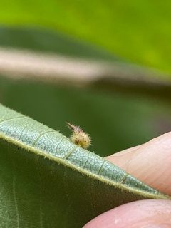 Caryomyia cucurbitata by (c) Emily Summerbell, some rights reserved (CC BY), uploaded by Emily Summerbell. Used under a CC-BY license.