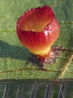 Caryomyia flaticrustum by (c) Theo Rickert, some rights reserved (CC BY), uploaded by Theo Rickert. Used under a CC-BY license.