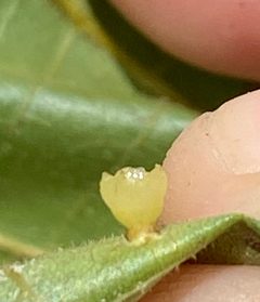 Caryomyia flaticrustum by (c) Emily Summerbell, some rights reserved (CC BY), uploaded by Emily Summerbell. Used under a CC-BY license.