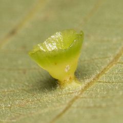 Caryomyia flaticrustum by (c) Ken-ichi Ueda, some rights reserved (CC BY), uploaded by Ken-ichi Ueda. Used under a CC-BY license.