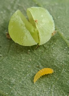 Caryomyia glauciglobus by no rights reserved, uploaded by Adam Kranz. Used under a CC0 license.