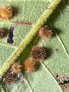 Caryomyia hirtiglobus by (c) Emily Summerbell, some rights reserved (CC BY), uploaded by Emily Summerbell. Used under a CC-BY license.