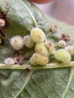 Caryomyia hirtiglobus by (c) Emily Summerbell, some rights reserved (CC BY), uploaded by Emily Summerbell. Used under a CC-BY license.