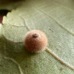 Caryomyia hirtiglobus by (c) Emily Summerbell, some rights reserved (CC BY), uploaded by Emily Summerbell. Used under a CC-BY license.