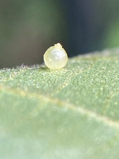 Caryomyia leviglobus by (c) Emily Summerbell, some rights reserved (CC BY), uploaded by Emily Summerbell. Used under a CC-BY license.