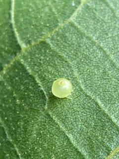 Caryomyia leviglobus by (c) Emily Summerbell, some rights reserved (CC BY), uploaded by Emily Summerbell. Used under a CC-BY license.