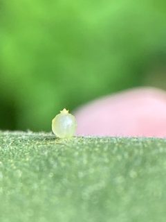 Caryomyia leviglobus by (c) Emily Summerbell, some rights reserved (CC BY), uploaded by Emily Summerbell. Used under a CC-BY license.