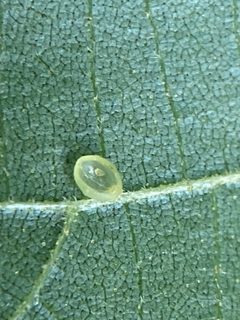 Caryomyia leviglobus by (c) Emily Summerbell, some rights reserved (CC BY), uploaded by Emily Summerbell. Used under a CC-BY license.