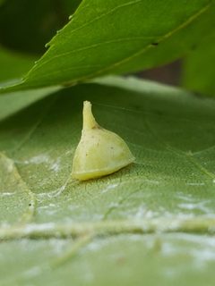 Caryomyia sanguinolenta by (c) Mark Richman, some rights reserved (CC BY), uploaded by Mark Richman. Used under a CC-BY license.