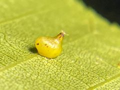 Caryomyia shmoo by (c) Emily Summerbell, some rights reserved (CC BY), uploaded by Emily Summerbell. Used under a CC-BY license.