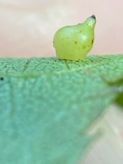 Caryomyia shmoo by (c) Emily Summerbell, some rights reserved (CC BY), uploaded by Emily Summerbell. Used under a CC-BY license.