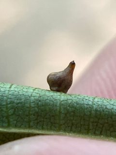 Caryomyia shmoo by (c) Emily Summerbell, some rights reserved (CC BY), uploaded by Emily Summerbell. Used under a CC-BY license.