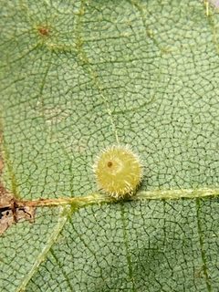 Caryomyia spiniglobus by (c) Emily Summerbell, some rights reserved (CC BY), uploaded by Emily Summerbell. Used under a CC-BY license.