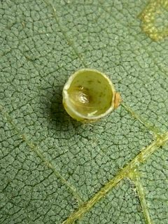 Caryomyia spiniglobus by (c) Emily Summerbell, some rights reserved (CC BY), uploaded by Emily Summerbell. Used under a CC-BY license.