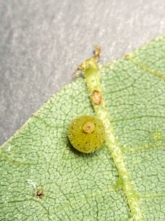 Caryomyia spiniglobus by (c) Emily Summerbell, some rights reserved (CC BY), uploaded by Emily Summerbell. Used under a CC-BY license.