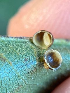 Caryomyia spiniglobus by (c) Emily Summerbell, some rights reserved (CC BY), uploaded by Emily Summerbell. Used under a CC-BY license.