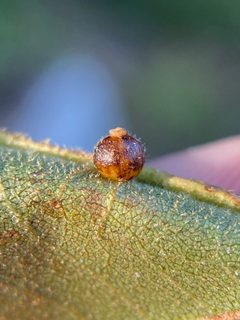 Caryomyia spiniglobus by (c) Emily Summerbell, some rights reserved (CC BY), uploaded by Emily Summerbell. Used under a CC-BY license.