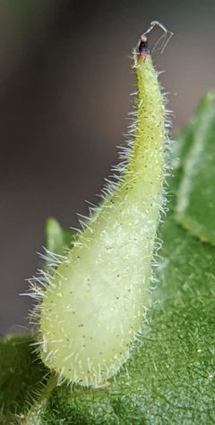 Caryomyia spinulosa by no rights reserved, uploaded by Adam Kranz. Used under a CC0 license.