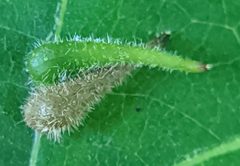 Caryomyia spinulosa by no rights reserved, uploaded by Adam Kranz. Used under a CC0 license.