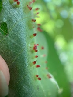 Caryomyia striolata by (c) Carrie Seltzer, some rights reserved (CC BY), uploaded by Carrie Seltzer. Used under a CC-BY license.