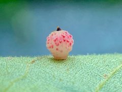 Caryomyia tuberidolium by (c) Emily Summerbell, some rights reserved (CC BY), uploaded by Emily Summerbell. Used under a CC-BY license.