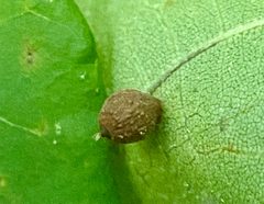 Caryomyia tuberidolium by (c) Emily Summerbell, some rights reserved (CC BY), uploaded by Emily Summerbell. Used under a CC-BY license.