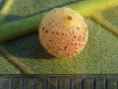 Caryomyia tuberidolium by (c) Theo Rickert, some rights reserved (CC BY), uploaded by Theo Rickert. Used under a CC-BY license.
