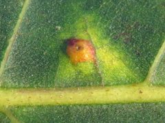 Caryomyia tuberidolium by (c) Theo Rickert, some rights reserved (CC BY), uploaded by Theo Rickert. Used under a CC-BY license.