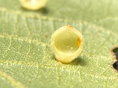 Caryomyia tuberidolium by (c) Emily Summerbell, some rights reserved (CC BY), uploaded by Emily Summerbell. Used under a CC-BY license.