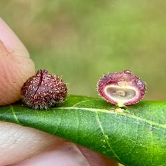 Caryomyia turbanella by (c) Emily Summerbell, some rights reserved (CC BY), uploaded by Emily Summerbell. Used under a CC-BY license.