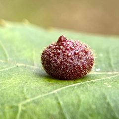 Caryomyia turbanella by (c) Emily Summerbell, some rights reserved (CC BY), uploaded by Emily Summerbell. Used under a CC-BY license.