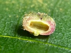 Caryomyia turbanella by (c) Emily Summerbell, some rights reserved (CC BY), uploaded by Emily Summerbell. Used under a CC-BY license.