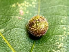 Caryomyia turbanella by (c) Emily Summerbell, some rights reserved (CC BY), uploaded by Emily Summerbell. Used under a CC-BY license.