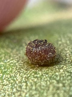 Caryomyia turbanella by (c) Emily Summerbell, some rights reserved (CC BY), uploaded by Emily Summerbell. Used under a CC-BY license.
